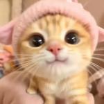 Profile picture of strawberry pie