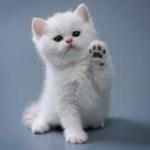 Cat Lovers